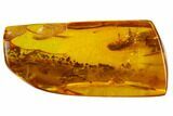 mm Fossil Weevil (Curculionoidea) In Baltic Amber - Rare #123347-2